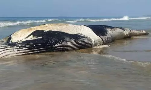 ഭീമൻ തിമിംഗല സ്രാവ് കരക്കടിഞ്ഞു