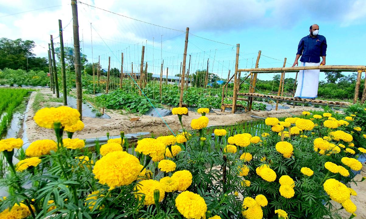 കാലവർഷത്തെ അതിജീവിച്ച് സംയോജിത കൃഷിയിൽ നൂറുമേനി വിളവെടുപ്പ് കാലവർഷത്തെ അതിജീവിച്ച് സംയോജിത കൃഷിയിൽ നൂറുമേനി വിളവെടുപ്പ്