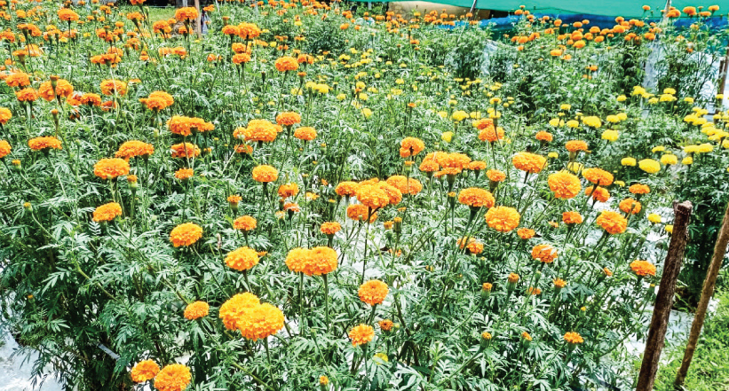 വീട്ടുമുറ്റത്ത് വർണം വിരിയിച്ച് ചെണ്ടുമല്ലി േതാട്ടം വീട്ടുമുറ്റത്ത് വർണം വിരിയിച്ച് ചെണ്ടുമല്ലി േതാട്ടം