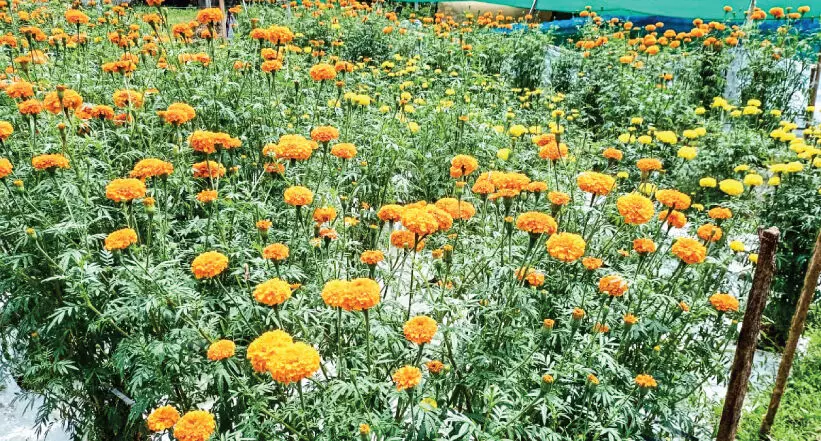 വീട്ടുമുറ്റത്ത് വർണം വിരിയിച്ച് ചെണ്ടുമല്ലി േതാട്ടം വീട്ടുമുറ്റത്ത് വർണം വിരിയിച്ച് ചെണ്ടുമല്ലി േതാട്ടം