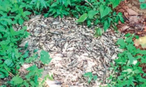 കേടുവന്ന മത്സ്യം ഉപേക്ഷിച്ചതായി പരാതി