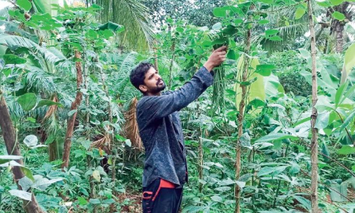 ജൈ​വ​കൃ​ഷി​യി​ൽ വി​ജ​യം​കൊ​യ്ത് യു​വ സം​രം​ഭ​ക​ൻ