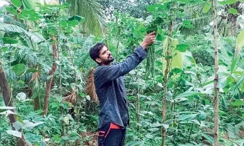 ജൈ​വ​കൃ​ഷി​യി​ൽ വി​ജ​യം​കൊ​യ്ത് യു​വ സം​രം​ഭ​ക​ൻ