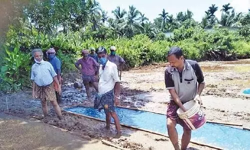 പന്ത്രണ്ടര ഏക്രയിൽ നെൽകൃഷി; തിരിച്ച് വരും വലിയപാടത്തെ പച്ചപ്പ്