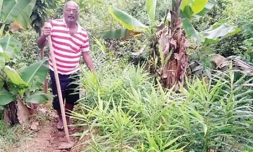 കോവിഡ് പ്രതിസന്ധി: അന്ന്​ ഹോട്ടലുടമ; ഇന്ന്​ ഇഞ്ചിപ്പാടത്ത്​