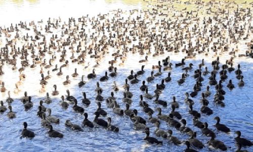 കൗ​തു​ക​ക്കാ​ഴ്​​ച​യൊ​രു​ക്കി പാ​ട​ങ്ങ​ളി​ലേ​ക്ക് താ​റാ​വി​ൻ കൂ​ട്ട​മെ​ത്തി