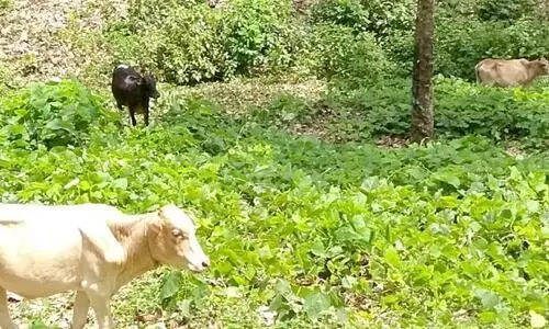 വിമാന ഇരമ്പലിൽ മറയുമോ ചെറുവള്ളി പശുക്കൾ