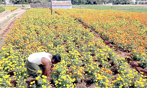 വിലയിടിവ്; കർഷകർ പൂപ്പാടം നശിപ്പിച്ചു