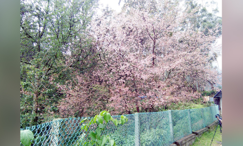 ഓണത്തെ വരവേറ്റ്​ മൂന്നാറിലെ ചെറി ബ്ലോസം