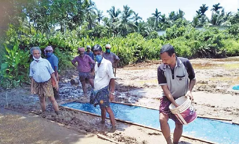 പന്ത്രണ്ടര ഏക്രയിൽ നെൽകൃഷി; തിരിച്ച് വരും വലിയപാടത്തെ പച്ചപ്പ് പന്ത്രണ്ടര ഏക്രയിൽ നെൽകൃഷി; തിരിച്ച് വരും വലിയപാടത്തെ പച്ചപ്പ്