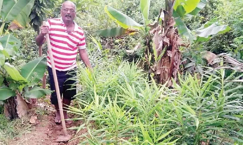 കോവിഡ് പ്രതിസന്ധി: അന്ന്​ ഹോട്ടലുടമ; ഇന്ന്​ ഇഞ്ചിപ്പാടത്ത്​