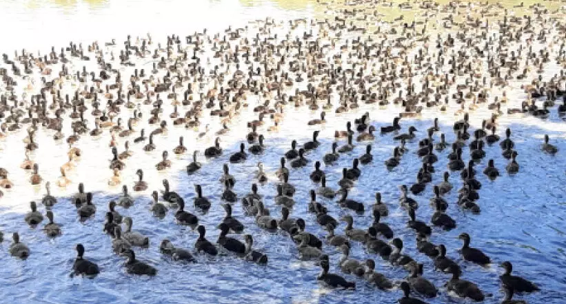 കൗ​തു​ക​ക്കാ​ഴ്​​ച​യൊ​രു​ക്കി പാ​ട​ങ്ങ​ളി​ലേ​ക്ക് താ​റാ​വി​ൻ കൂ​ട്ട​മെ​ത്തി