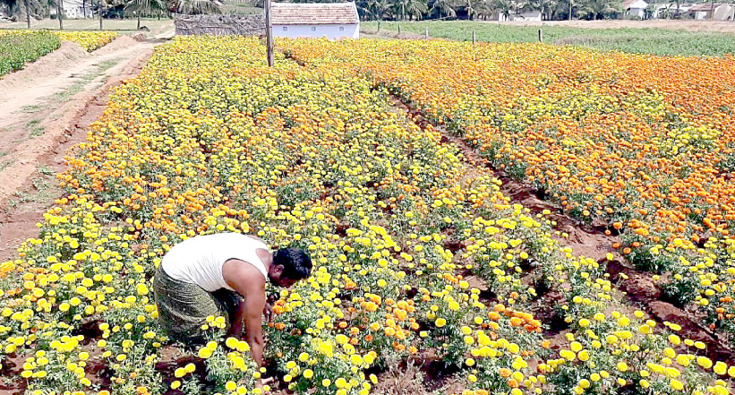 വിലയിടിവ്; കർഷകർ പൂപ്പാടം നശിപ്പിച്ചു വിലയിടിവ്; കർഷകർ പൂപ്പാടം നശിപ്പിച്ചു