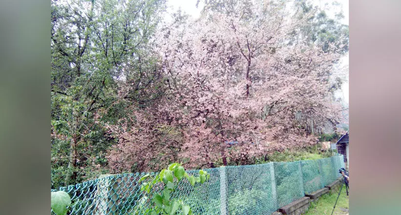 ഓണത്തെ വരവേറ്റ്​ മൂന്നാറിലെ ചെറി ബ്ലോസം
