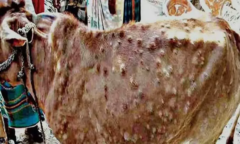 പശുക്കളിൽ ചർമ്മമുഴ രോഗം പടരുന്നു; അസമിൽ ജാഗ്രത നിർദ്ദേശം പശുക്കളിൽ ചർമ്മമുഴ രോഗം പടരുന്നു; അസമിൽ ജാഗ്രത നിർദ്ദേശം