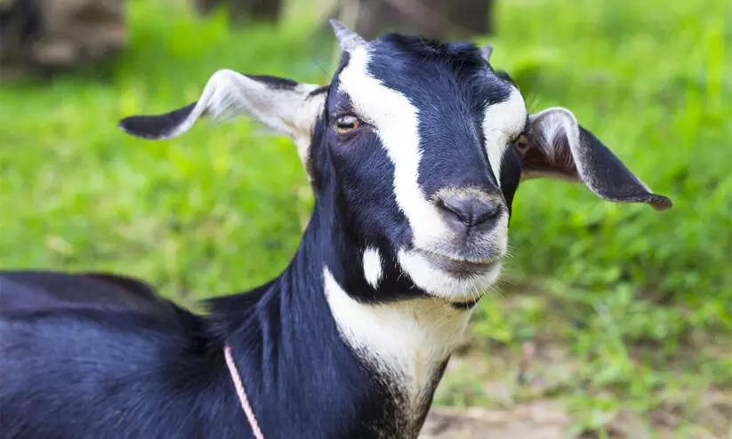 ആട് വിതരണം: കേന്ദ്രം പ്രഖ്യാപിച്ച 6.25 കോടിയിൽ ചെലവഴിച്ചത് 34 ലക്ഷമെന്ന് സി.എ.ജി ആട് വിതരണം: കേന്ദ്രം പ്രഖ്യാപിച്ച 6.25 കോടിയിൽ ചെലവഴിച്ചത് 34 ലക്ഷമെന്ന് സി.എ.ജി