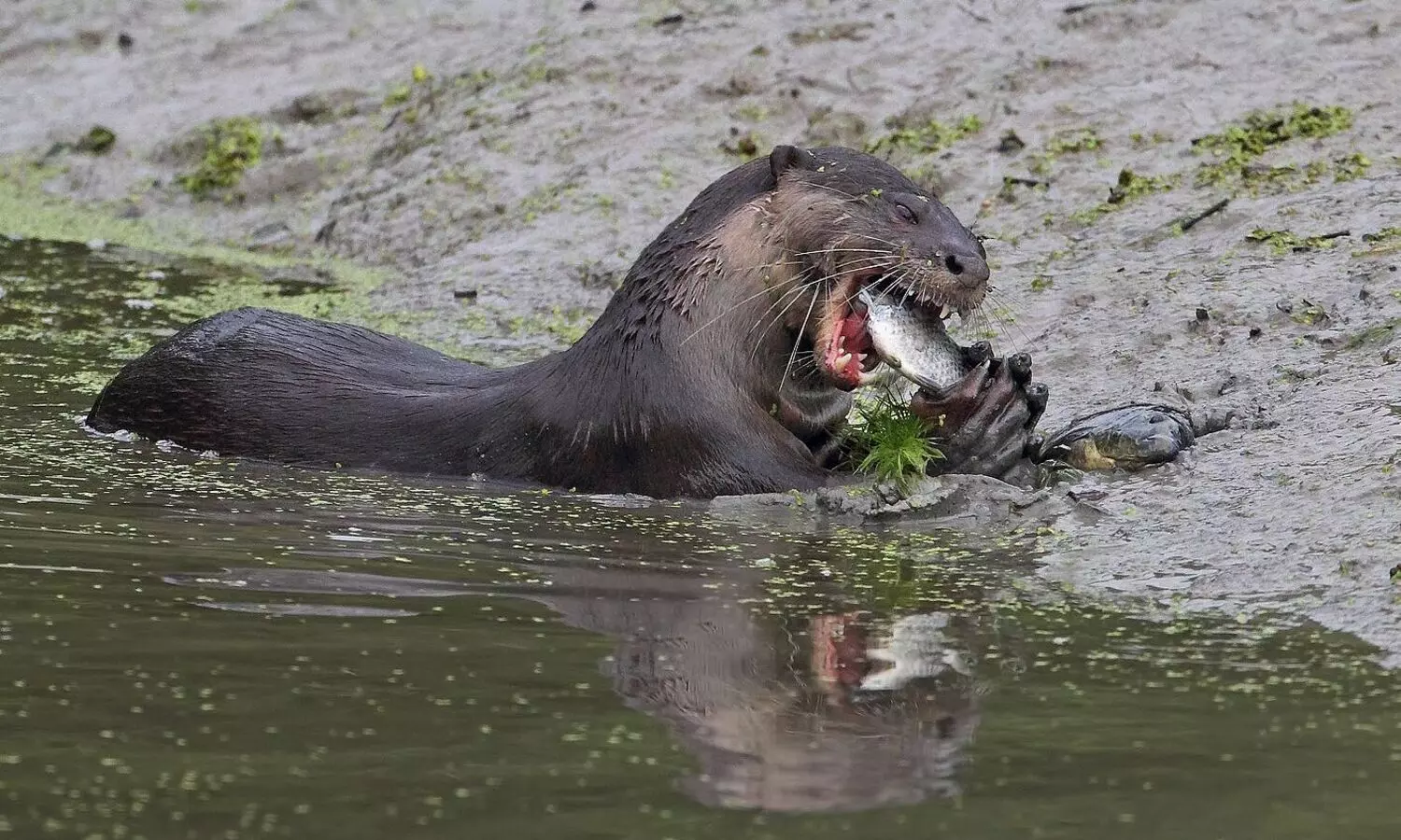 ഇരുവഴിഞ്ഞിപ്പുഴയിലെ നീർനായ്ക്കളുടെ ആക്രമണം ആവാസ വ്യവസ്ഥയിലെ മാറ്റമെന്ന് പരിസ്ഥിതി പ്രവർത്തകർ