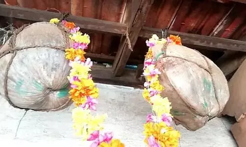 ഇന്ന്​ ലോക നാളികേര ദിനം: ചരിത്രത്തിലിപ്പോഴും തൂങ്ങിനിൽപുണ്ട്; ഒളവണ്ണയിലെ ആ നാളികേരം