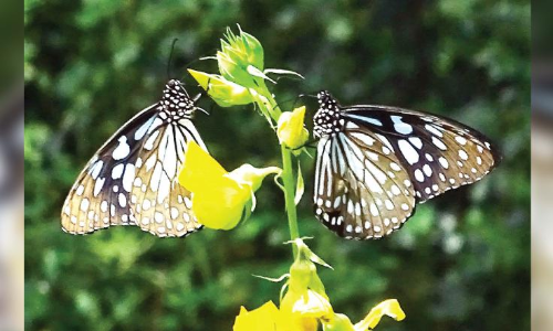 പ​തി​വി​ലും നേ​ര​ത്തേ എ​ത്തി, ദേ​ശാ​ട​ന ശ​ല​ഭ​ങ്ങ​ൾ