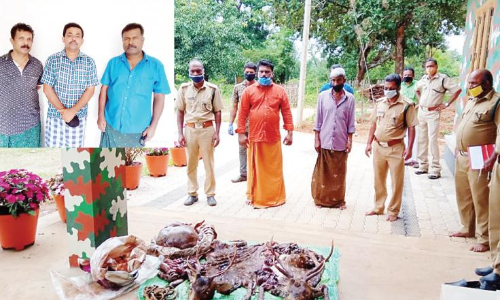 കാട്ടിൽ പുള്ളിമാൻവേട്ട; അഞ്ചുപേർ പിടിയിൽ
