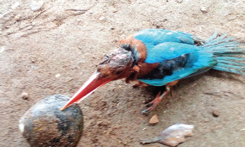 കക്ക കൊത്തി കൊക്ക്​ കുരുങ്ങി; നീലപ്പൊന്മാൻ വെട്ടിലായി