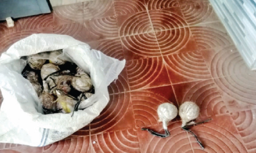 ആൾതാമസമില്ലാത്ത വീട്ടിൽനിന്ന് 48 നാടൻ ഗുണ്ടുകൾ പിടികൂടി