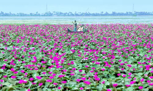 മലരിക്കൽ ആമ്പൽവസന്തം ഇനി രണ്ടുനാൾകൂടി