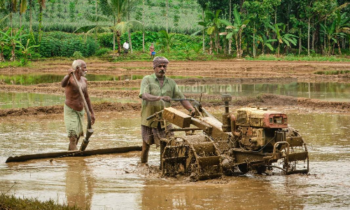 നെൽകർഷകരെ ആര് കാക്കും ?