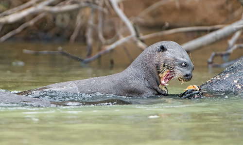 പുഴയിലിറങ്ങാനാവാതെ ഇരുവഴിഞ്ഞി തീരക്കാർ; നീർനായ്ക്കളുടെ ​ആക്രമണം​ തുടരുന്നു