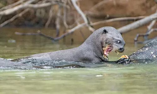 പുഴയിലിറങ്ങാനാവാതെ ഇരുവഴിഞ്ഞി തീരക്കാർ; നീർനായ്ക്കളുടെ ​ആക്രമണം​ തുടരുന്നു