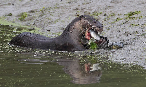 ഇരുവഴിഞ്ഞിപ്പുഴയിലെ നീർനായ്ക്കളുടെ ആക്രമണം ആവാസ വ്യവസ്ഥയിലെ മാറ്റമെന്ന് പരിസ്ഥിതി പ്രവർത്തകർ
