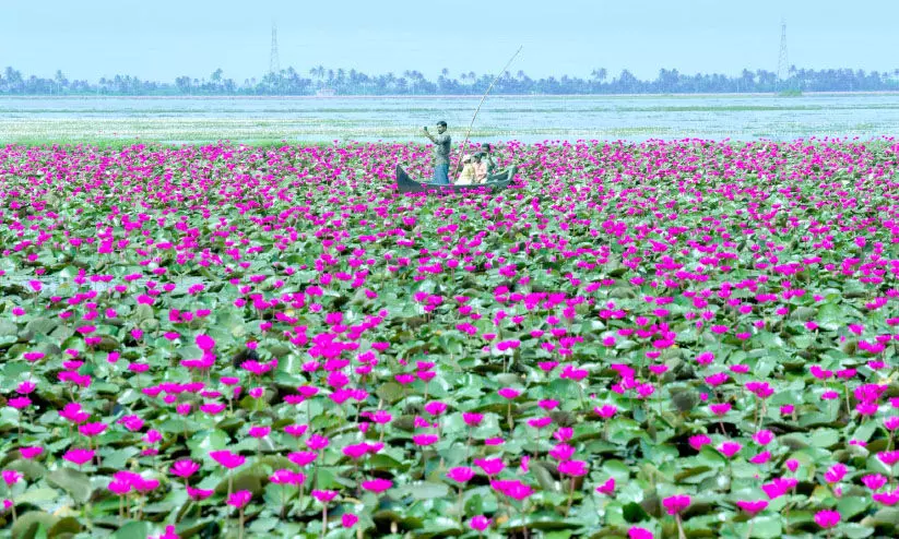 മലരിക്കൽ ആമ്പൽവസന്തം ഇനി രണ്ടുനാൾകൂടി