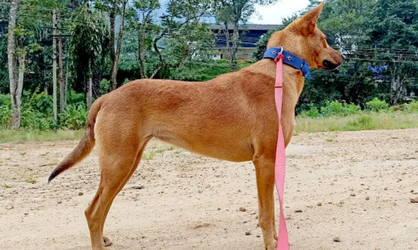 പെട്ടിമുടിയിലെ കൂവിക്ക്​​​ പരിശീലനമില്ല; സംരക്ഷണം മാത്രം
