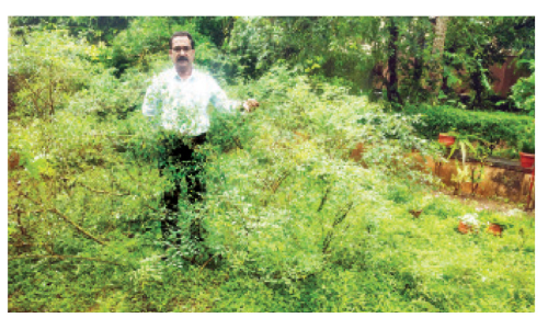 ഔഷധച്ചെടികളെ നെഞ്ചോടു ചേര്‍ത്ത് ഒരു ഡോക്ടര്‍