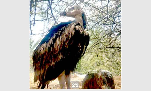 വന്യജീവികളെ ഇൻറർനെറ്റിലൂടെ വിൽപന നടത്താൻ ശ്രമിച്ചവർ അറസ്​റ്റിൽ