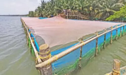 കായലിൽ മത്സ്യകൃഷി; പുതുപരീക്ഷണവുമായി  പ്രവാസികൾ