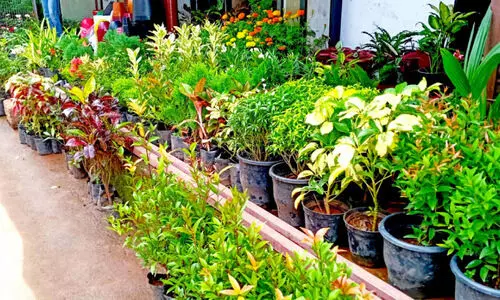 പന്തലിന്​ വിശ്രമം: വിത്തും വളവും തൈകളുമായി സത്താർക്ക