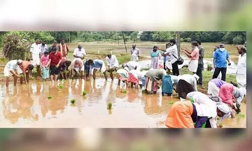 മീറ്റ്നയിലെ തരിശ് പാടത്തിൽ കൂട്ടായ്മയുടെ ഞാറ്റുപാട്ട്