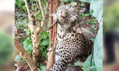 നാട്​ വിറപ്പിച്ച പുലിക്ക്​ ദാരുണാന്ത്യം; കമ്പിവേലിയിൽ കുടുങ്ങി ചത്ത നിലയിൽ