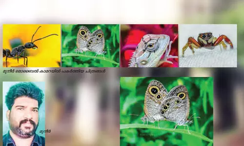 മൊബൈൽ കാമറയിൽ പ്രാണിലോകം പകർത്തി മുനീർ മൊബൈൽ കാമറയിൽ പ്രാണിലോകം പകർത്തി മുനീർ