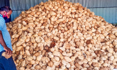 കൂമ്പടഞ്ഞ്​ ഒാണാട്ടുകരയിലെ കേര വ്യവസായം