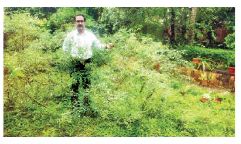 ഔഷധച്ചെടികളെ നെഞ്ചോടു ചേര്ത്ത് ഒരു ഡോക്ടര് ഔഷധച്ചെടികളെ നെഞ്ചോടു ചേര്ത്ത് ഒരു ഡോക്ടര്