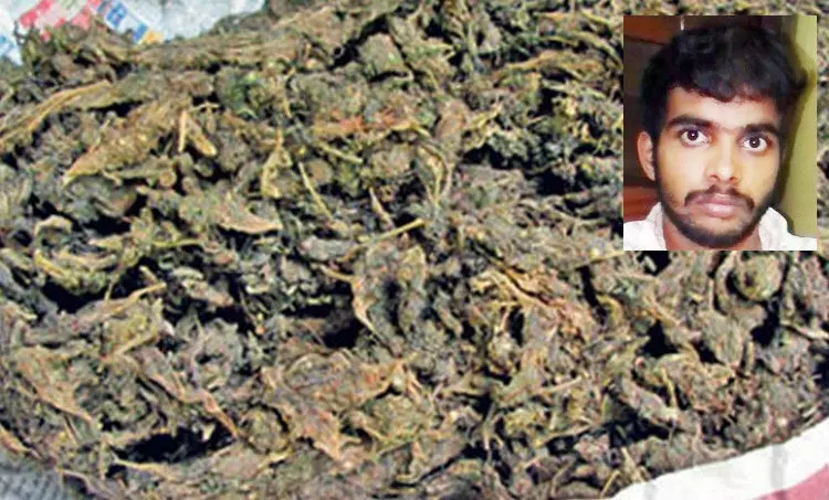 ക​ഞ്ചാ​വ് വി​ല്‍പ​ന തൊ​ഴി​ലാ​യി സ്വീ​ക​രി​ച്ച്​ യുവാക്കൾ; 8.5 കിലോ കഞ്ചാവും 22 കിലോ പുകയില ഉൽപന്നങ്ങളും പിടിയിൽ