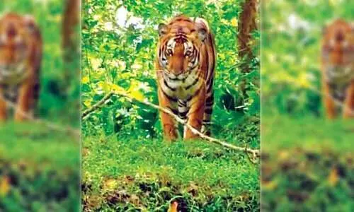 വനപാതകളിൽ ഭീതിപരത്തി കടുവ