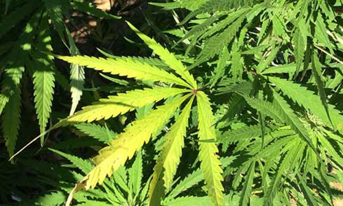 കള്ളും കഞ്ചാവും; ഉറക്കം നഷ്​ടപ്പെട്ട്​ ബദിയടുക്ക