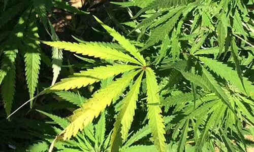 കേരളത്തിലേക്ക്​ കഞ്ചാവ് കടത്തുന്ന അന്തര്‍സംസ്ഥാന സംഘാംഗം പിടിയില്‍