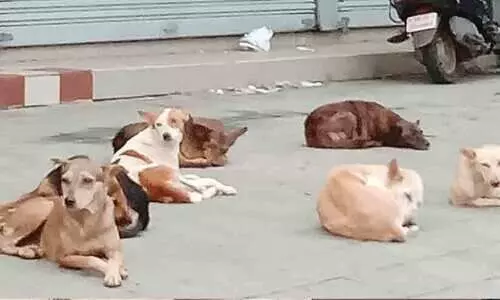 നിരത്തുകൾ കീഴടക്കി നായ്​ക്കൾ; ഭീതിയിൽ ജനം