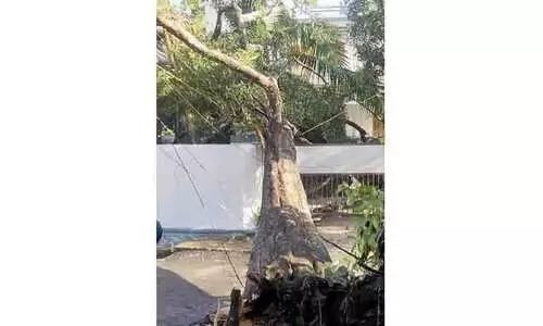 കണ്ണമ്പള്ളി ജങ്ഷനിലെ മരമുത്തശ്ശി ഓർമയായി