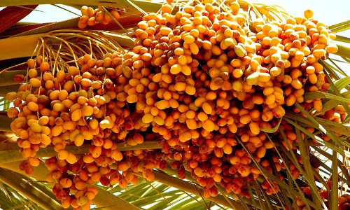 മരുപ്രദേശത്തെ മഞ്ഞയണിയിച്ച്​ ബർഹി അൽ അസ്​ഫർ