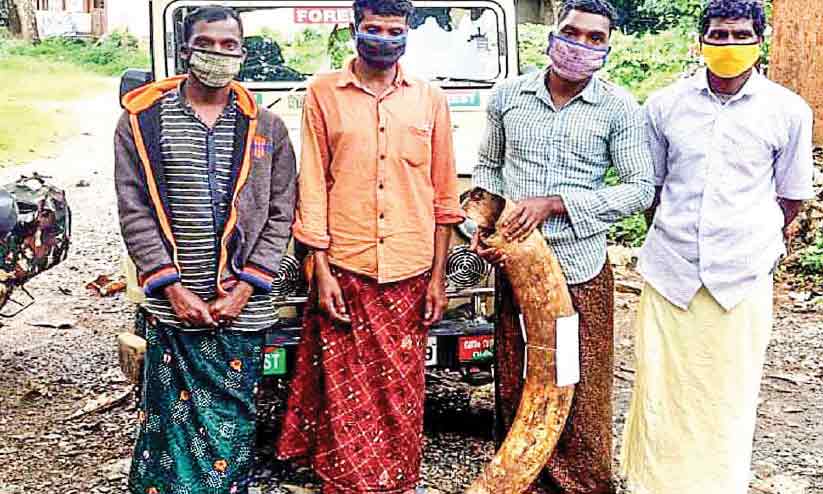 ആനക്കൊമ്പുമായി നാലുപേർ പിടിയിൽ ആനക്കൊമ്പുമായി നാലുപേർ പിടിയിൽ